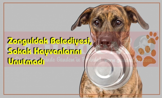 Zonguldak Belediyesi, Sokak Hayvanlarını Unutmadı