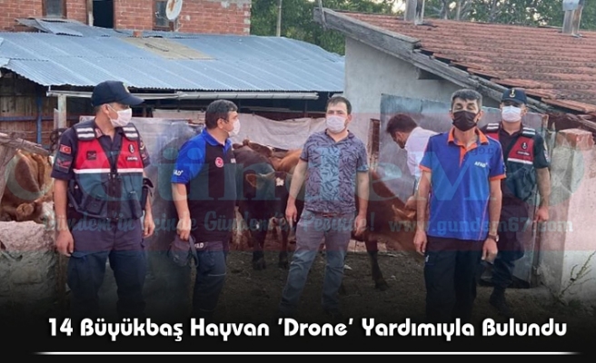 14 Büyükbaş Hayvan ’Drone’ Yardımıyla Bulundu