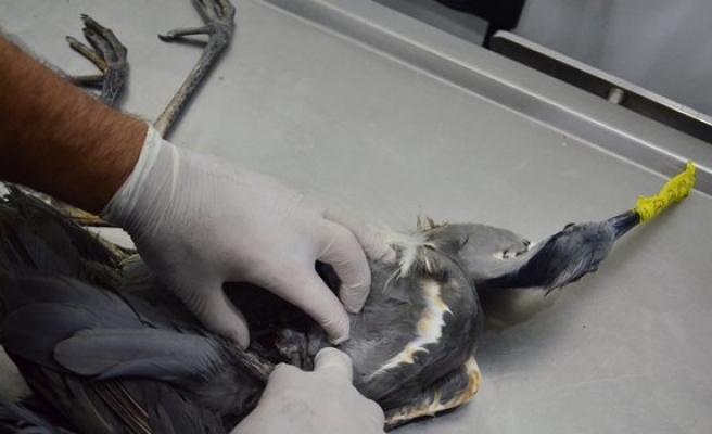 Kurşunla yaralanan gri balıkçıl kuşa serum takıldı
