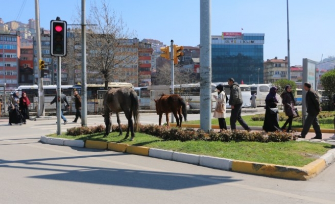 Atlar trafiği tehlikeye düşürüyor