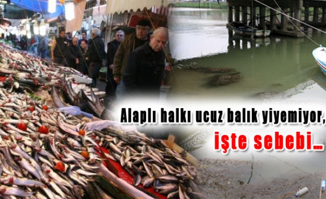 Alaplı halkı ucuz balık yiyemiyor, işte sebebi…