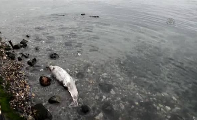 Vatandaşlar, Kıyıdaki Ölü Yunus Balığını Fark Etti.