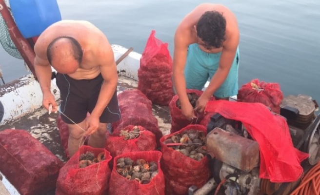 Deniz salyangozu balıkçıların geçim kaynağı