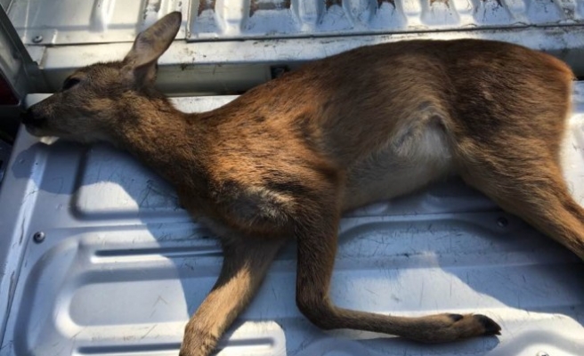 Köpeklerin saldırısına uğrayan yavru karaca telef oldu.