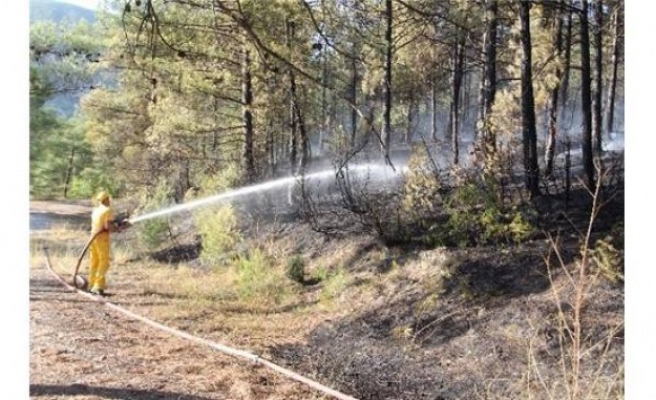 Eflani ilçesinde Orman Yangını