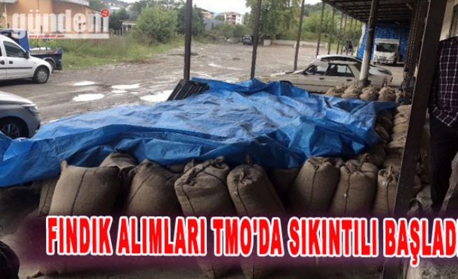 Fındık alımları TMO'da sıkıntılı başladı