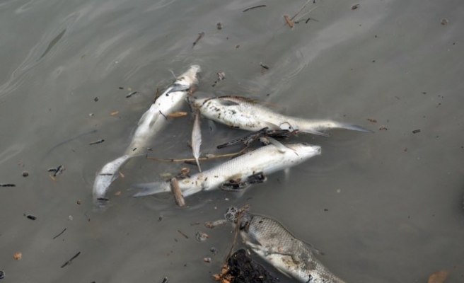 Alaplı'da Toplu balık ölümleri tedirgin etti