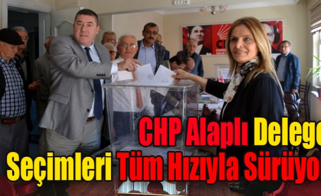 CHP Alaplı delege seçimleri tüm hızıyla sürüyor