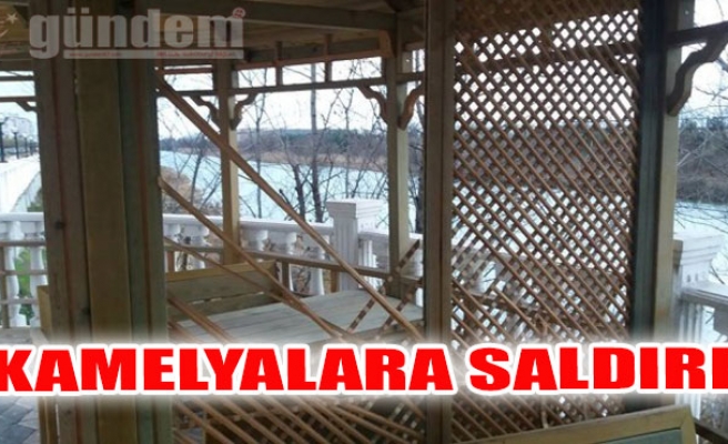 Kamelyalara Saldırı