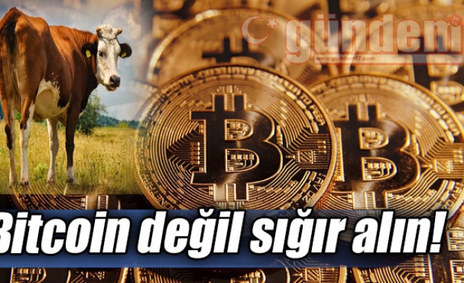 Bitcoin değil sığır alın!