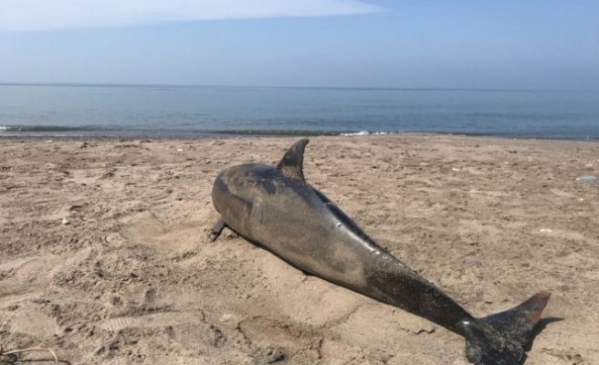 Düzce'de sahilde ölü yunus balığı bulundu