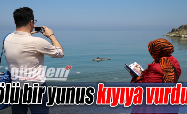 Zonguldak'ta ölü bir yunus kıyıya vurdu