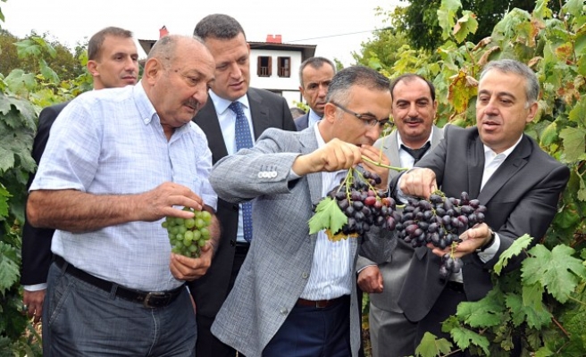 Safranbolu'da protokol tarafından üzüm toplandı