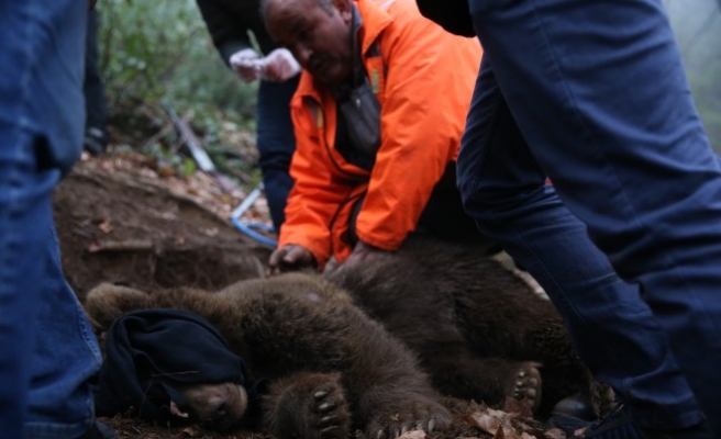 Düzce'de kapana yakalanan ayı kurtarıldı