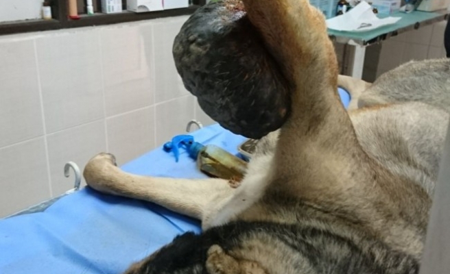 Köpeğin ayağından 1,5 kilogram tümör çıkarıldı