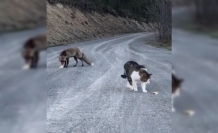 Tilki aldığı ekmekleri toprağa sakladı