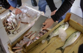 75 kilogram balığa el konuldu