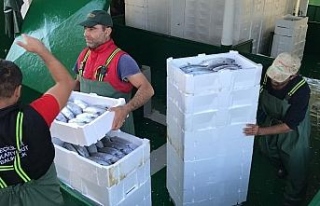 Akçakoca’da balıkçılar Karadeniz’den 40 ton...