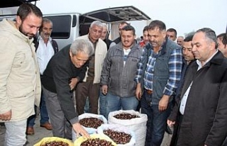 Türkiye’nin kestane pazarı Düzce’de kuruluyor