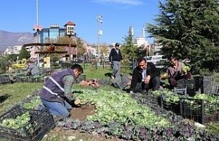 Safranbolu’da park ve bahçeler renkleniyor