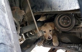 Yaramaz köpek aracın motor kısmına sıkıştı