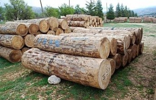 Gölyaka’da bin 556 metreküp orman emvali satıldı