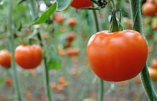 Doğu Marmara’da en çok domates üretildi