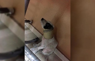 Kafası beton boruya sıkışan köpeği itfaiye kurtardı