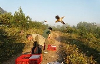 Karabük’te Kınalı Keklikler doğayla buluştu