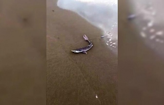 Bartın’da balıkçı oltasına yavru köpek balığı...
