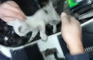 Otomobil motoruna giren yavru kedi kurtarıldı