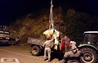 Uçurumda ağaca asılı kalan inek kurtarıldı
