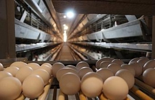 (Özel) Günde 7 bin koli yumurta üretiliyor