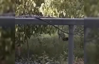 Evin bahçesine giren yavru ayılar telefonla görüntülendi