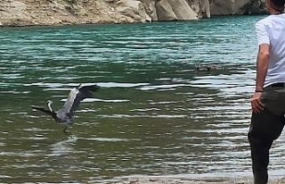 Misinaya takılan gri balıkçıl kuşu kurtarıldı
