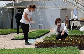 Safranbolu Belediyesi tarım üretimine başladı