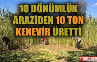 10 DÖNÜMLÜK ARAZİSİNE KENEVİR EKTİ, 10 TON...