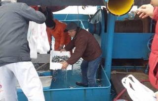 Balıkçılar istavritin torbasını 5 TLden sattı