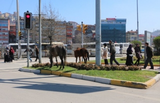 Atlar trafiği tehlikeye düşürüyor