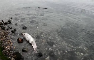 Vatandaşlar, Kıyıdaki Ölü Yunus Balığını...