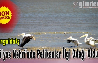 Filyos Nehri'nde Pelikanlar İlgi Odağı Oldu