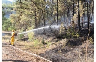 Eflani ilçesinde Orman Yangını