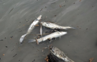 Alaplı'da Toplu balık ölümleri tedirgin etti