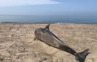 Düzce'de sahilde ölü yunus balığı bulundu