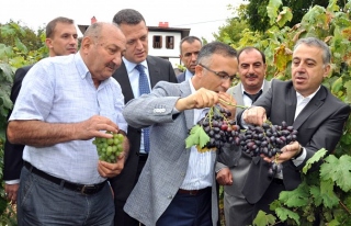 Safranbolu'da protokol tarafından üzüm toplandı