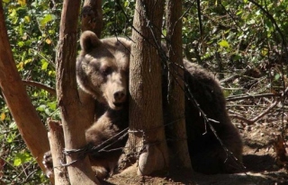 Karabük'te dikenli tellere takılan ayı kurtarıldı