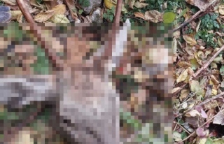 Kızıl geyik avcılarına 31 bin lira ceza