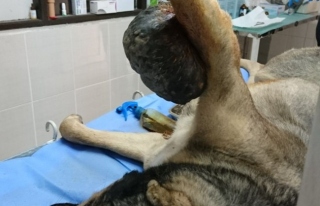 Köpeğin ayağından 1,5 kilogram tümör çıkarıldı